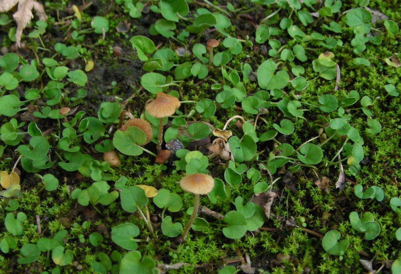 Giro nelle aiuole di medicina